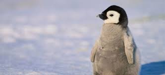 Image result for penguin