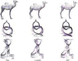 2) from the middle of the rectangle, draw one vertical and one horizontal line mark off the width and height of the bactrian camel. Visibility Driven Skeleton Extraction From Unstructured Points Sciencedirect