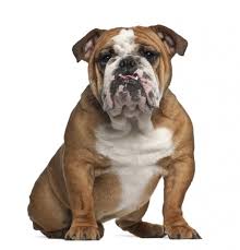 Áˆ English Bulldog Puppy Stock Pictures Royalty Free English Bulldog Images Download On Depositphotos No need to register, buy now! áˆ english bulldog puppy stock pictures
