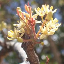 Image result for Ptaeroxylaceae