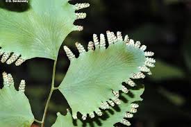 Image result for Lygodium microphyllum