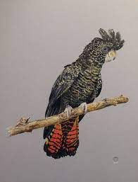 Painting Of A Female Red Tailed Black Cockatoo By Ink Dreamsmmix Black Cockatoo Red Tailed Black Cockatoo Black Cockatoo Painting