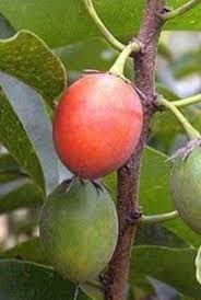 Image result for Mimusops