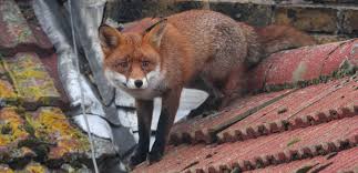 Das Dach Vor Ungebetenen Tieren Schutzen