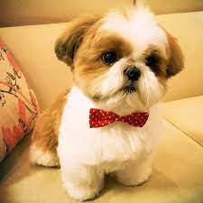 Shih Tzu Shih Tzu Shih Tzu Dog Shih Tzu Price
