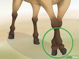 How To Handle Equine Wobblers Syndrome 13 Steps With Pictures
