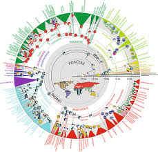 Image result for Axonopus flexuosus