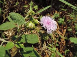 Image result for Bothriocline longipes