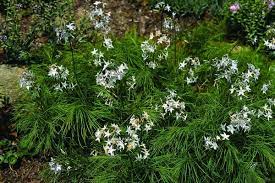 Flip cake, collect syrup and stake them with pancake swap, the best decentralized exchange on binance smart chain. Amsonia Ciliata Var Filifolia Georgia Pancake Florida Native Plants Cottage Garden Plants Fairy Garden Plants