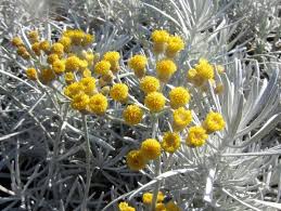 Image result for Helichrysum asperum