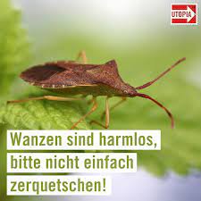 darum gibt es gerade so viele wanzen und so wirst du sie sanft wieder los umwelt nachhaltigkeit artenschutz