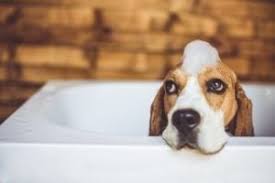 Mon Chien Se Gratte Le Meilleur Traitement Naturel En 3 Points
