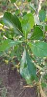 Image result for Gardenia cornuta