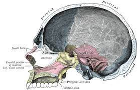 Schadelknochen Anatomie Des Schadels Aufbau Funktionen