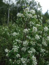 Image result for Amelanchier alnifolia