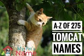 Maybe you would like to learn more about one of these? Male Cat Names The A Z Of 275 Terrific Tomcat Names My Pet S Name