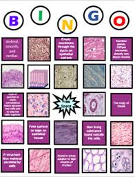 When a connective tissue has a high concentration of cells or fibers, it has proportionally a less dense matrix. Connective Tissue Matrix Worksheets Teaching Resources Tpt