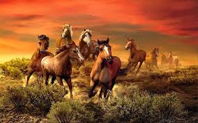 Palomino horse with long blond male run. Hd Wallpaper The Wild Bunch Herd Of Horse Lovely Meadow Nice Fiery Wilderness Wallpaper Flare