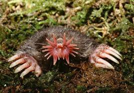 Star Nosed Mole Condylura Cristata Weird Looking Animals Bizarre Animals Scary Animals