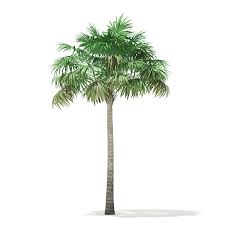 Thatch Palm Tree 3d Model 7 8m Palm Thatch Tree Model Palm Trees 3d Model Palm