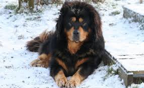 Tibetan Mastiff For The Love Of Animals Unusual Dog Breeds Mastiff Dog Breeds Tibetan Mastiff Dog