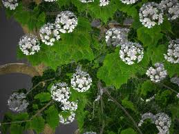 Image result for Dombeya kirkii