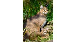 Caracat, california » san francisco. Caracal Animal Profile
