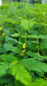 Image result for Chamaecrista polytricha
