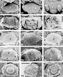 Image result for Ateleia herbert-smithii