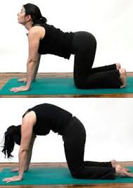 Yoga Poses For Core And Spinal Health Yoga Poses For Back Better Posture Exercises Yoga Poses For Beginners