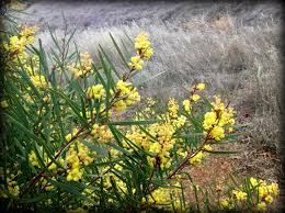 Image result for Acacia fleckii