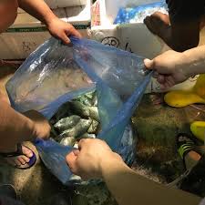 This brings the total number of infection cases to 63,069. Jurong Fishery Port Jurong East Fishery Port Road