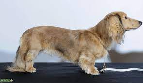 Wild boar dapple dachshunds have a comparable color to a wild boar; Stud Dog Blue Shaded Red Dapple Lnghair Dachshund Breed Your Dog