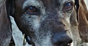 What to expect when a pet is euthanized? Animal Hospice 101 Psychology Today