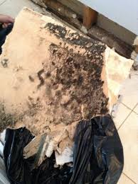 The solution should consist of 1 part of water and 1 part of the mold cleaner. A Slow Leak Behind Kitchen Cabinets In This Brewster Ny Home Was The Source Of Black Mold Growing And Spre Mold Remover Mold And Mildew Remover Mildew Remover