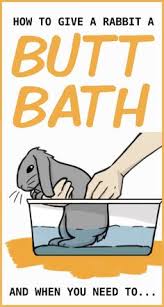 Make sure you read about the safe ways to give a bunny a bath ahead of time, so that you know what you're doing. 900 Rabbits Ideas In 2021 Cute Bunny Cute Animals Baby Bunnies