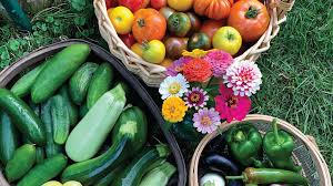 Check spelling or type a new query. 10 Tips For A Successful Backyard Vegetable Garden