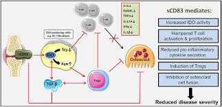 Today on #myfroggystuffmashups we gather all of our sophie's vlogs into one fabsome video!!check out our instagram @myfroggystuff for weekly. Frontiers Soluble Cd83 Triggers Resolution Of Arthritis And Sustained Inflammation Control In Ido Dependent Manner Immunology