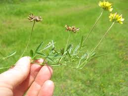 Image result for Lotononis bainesii