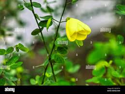 Image result for Bauhinia tomentosa