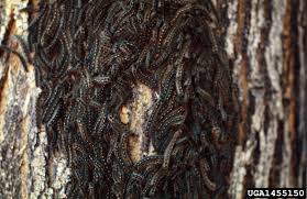 Usually, this type of caterpillar is found on fir trees on the west coast of north america including california, nevada, colorado, and arizona. Got Pests