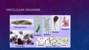 Form 1 chapter 1 introduction to science. Form 1 Chapter 2 Cell As A Unit Of Life