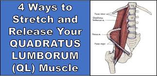 4 Ways To Stretch And Release Your Quadratus Lumborum Ql Muscle Muscle Stretches Quadratus Lumborum Stretch Muscle