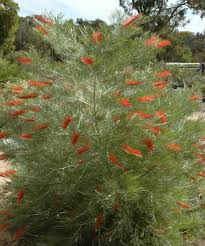 Image result for Grevillea