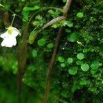 Image result for Utricularia striatula