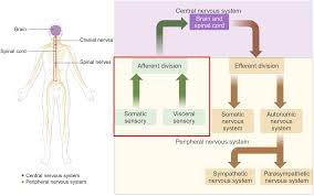 Image result for Peripheral Nervous System