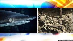 Shark attack has fighting missions to hunt innocent swimming divers actually like other animal attack games. Fossils Of Oldest Ever Shark Attack Victim Discovered In Japan Dating Back 3 000 Years