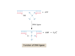 In biochemistry, a ligase is an enzyme that can catalyze the joining of two large molecules by forming a new chemical bond, usually with. Function Of Dna Ligase Dna Ligase Dna Science