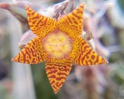 Image result for Orbea caudata