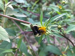 Image result for Bidens flagellata